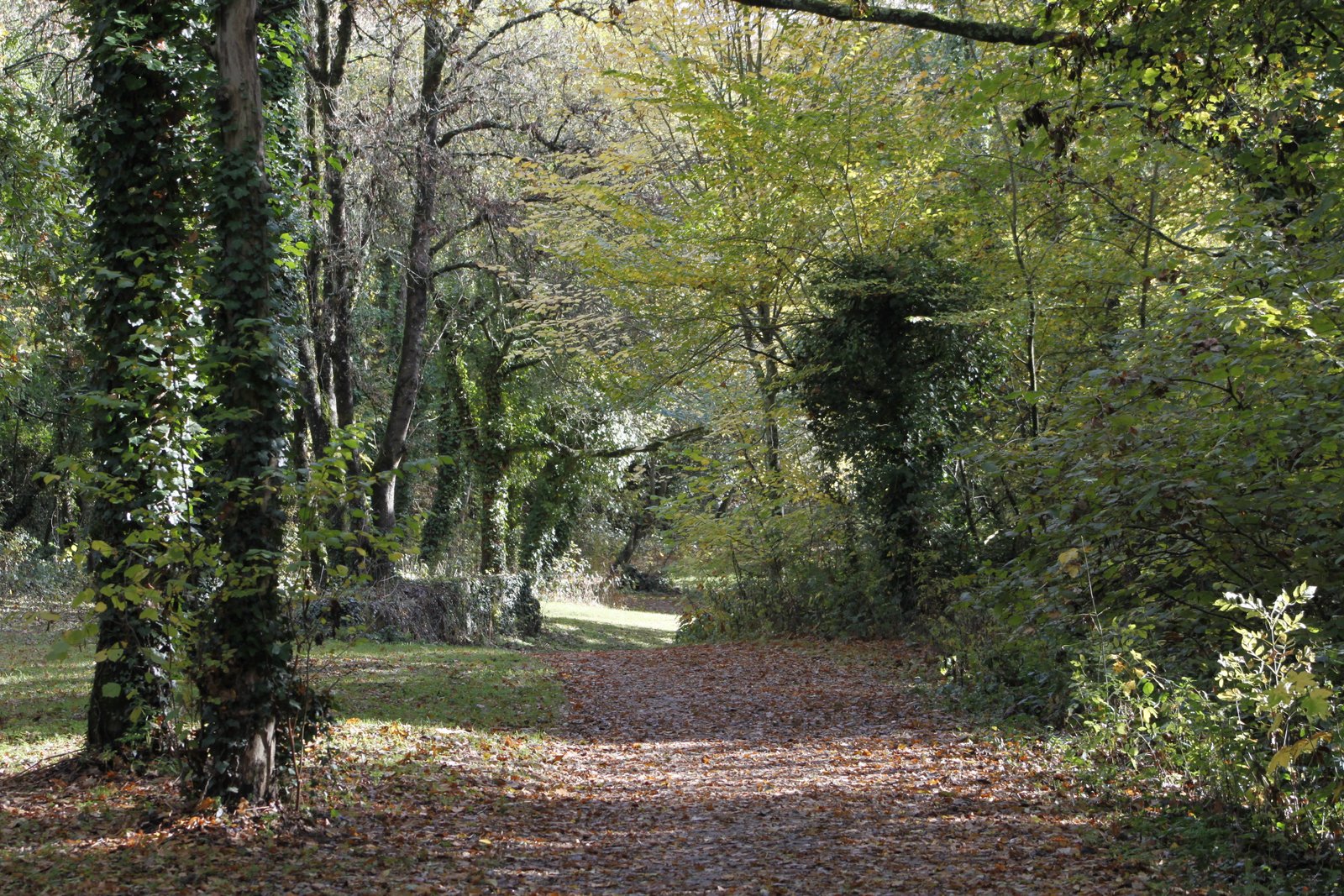 LE KALPAVRIKSHA - L'arbre à souhaits
